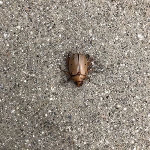 Meet your Posher, Lex